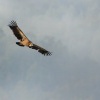 Sup belohlavy - Gyps fulvus - Eurasian Griffon 4004